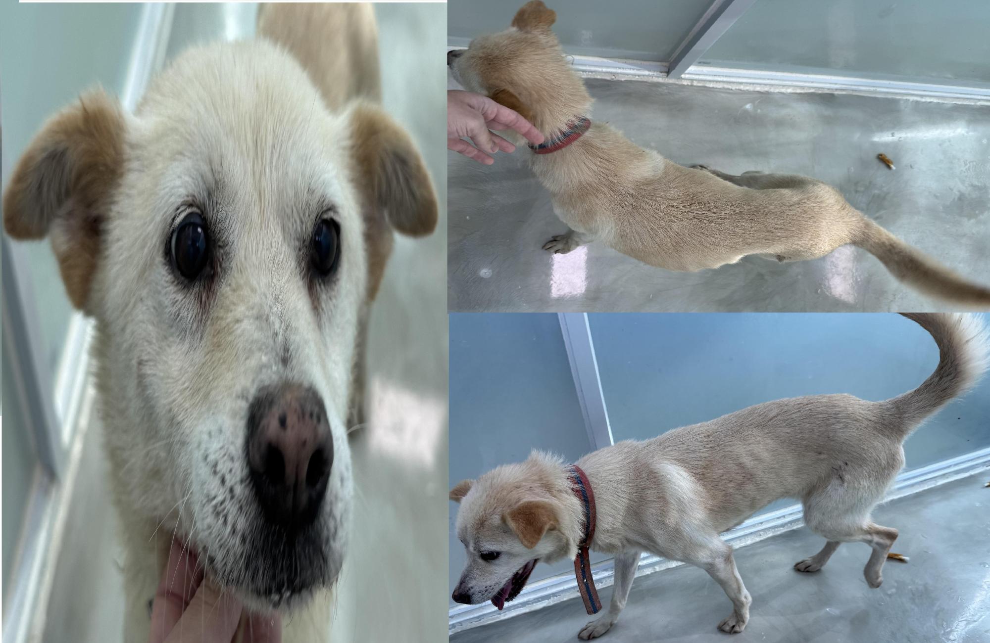 서산시 동물보호센터_444453202501334